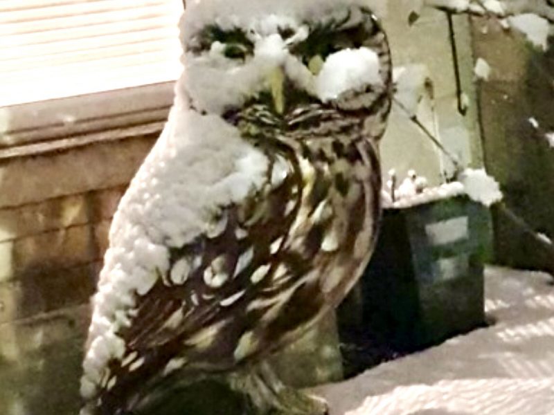 Cold snap transforms Little Owl into Snowy Owl!